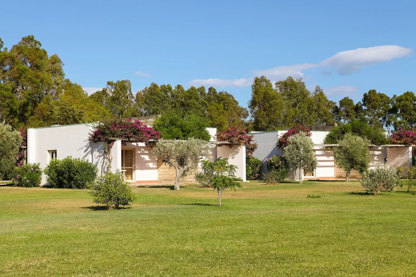 Bungalow bianchi del resort immersi nel verde con bouganville fiorite e ulivi