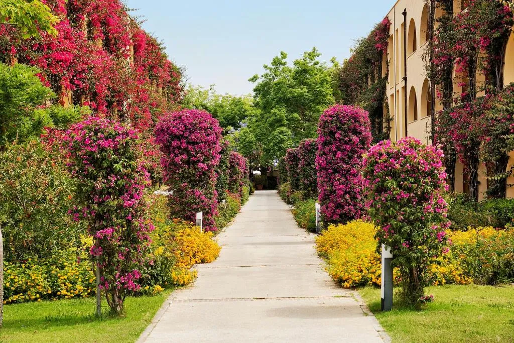 Vialetto del giardino fiorito con bouganville rosa e fiori gialli lungo l'edificio