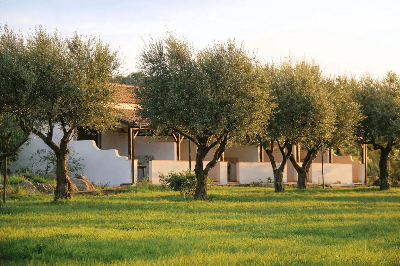 Edificio del resort tra gli ulivi al tramonto con prato verde
