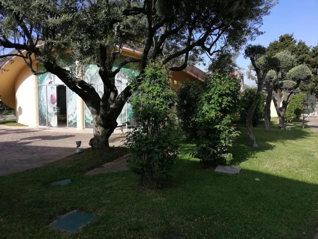 Giardino con alberi di ulivo, vialetto in mattoni e edificio con vetrate decorate