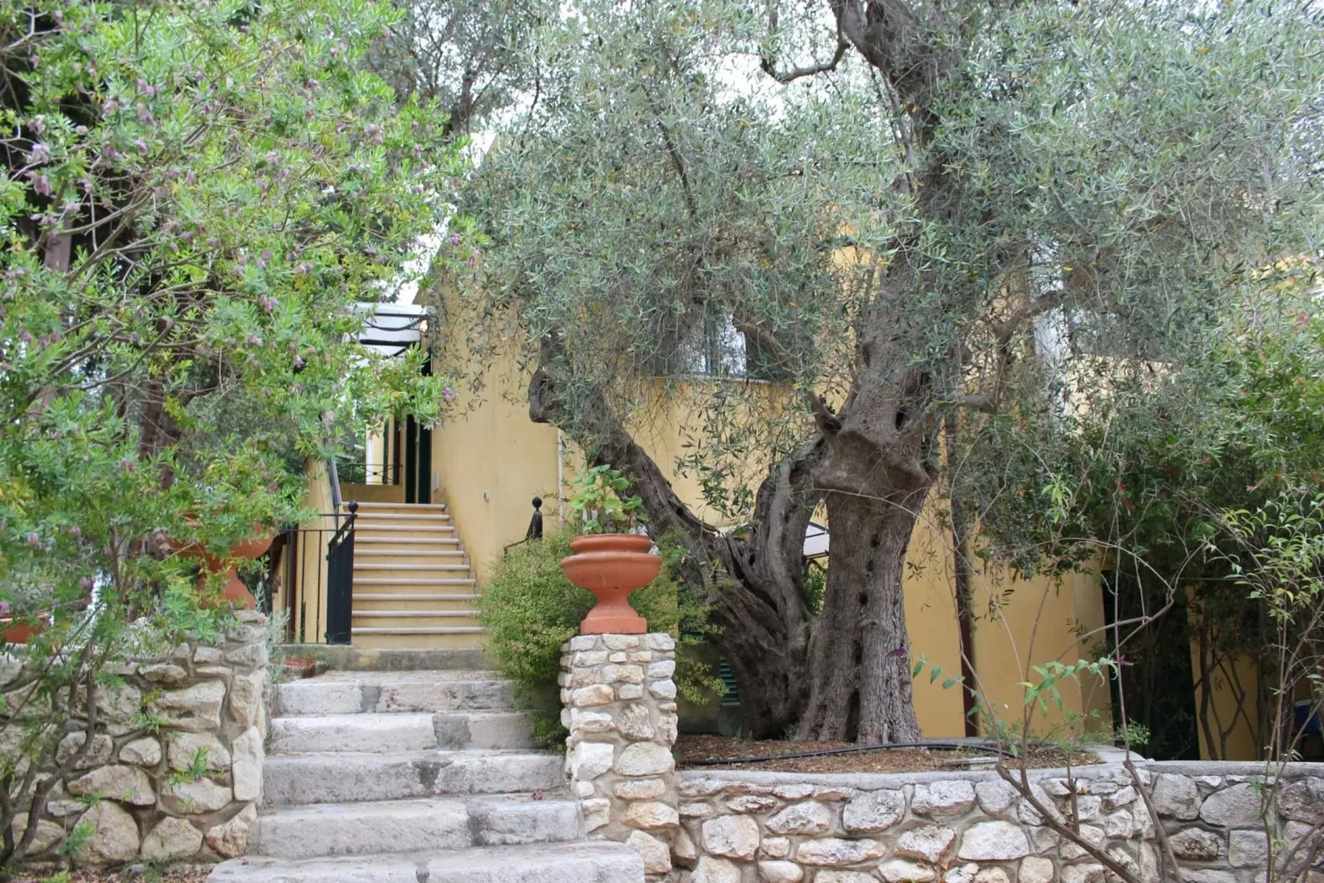 Scalinata in pietra tra ulivi secolari e edifici gialli dell'hotel