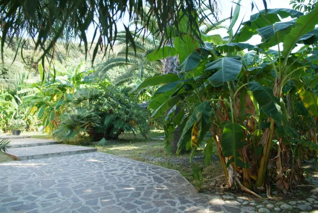 Giardino tropicale con vialetto in pietra circondato da palme e piante di banano