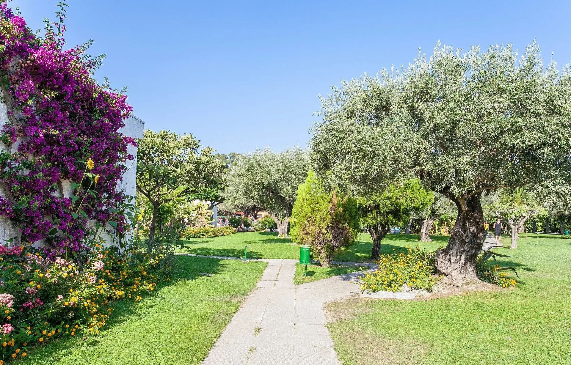 Vialetto tra prati verdi, ulivi e bouganville fiorita nel giardino del resort