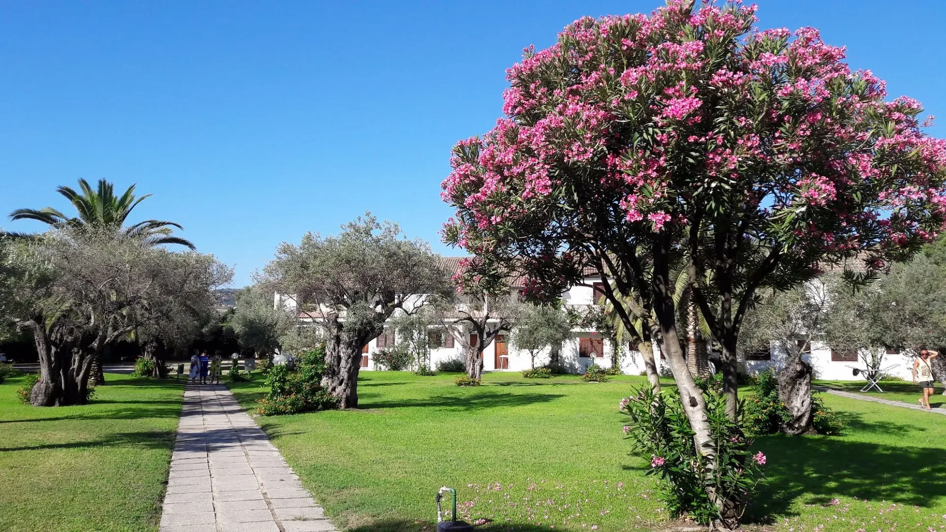 Giardino con oleandri fioriti, ulivi e palme lungo un vialetto pedonale