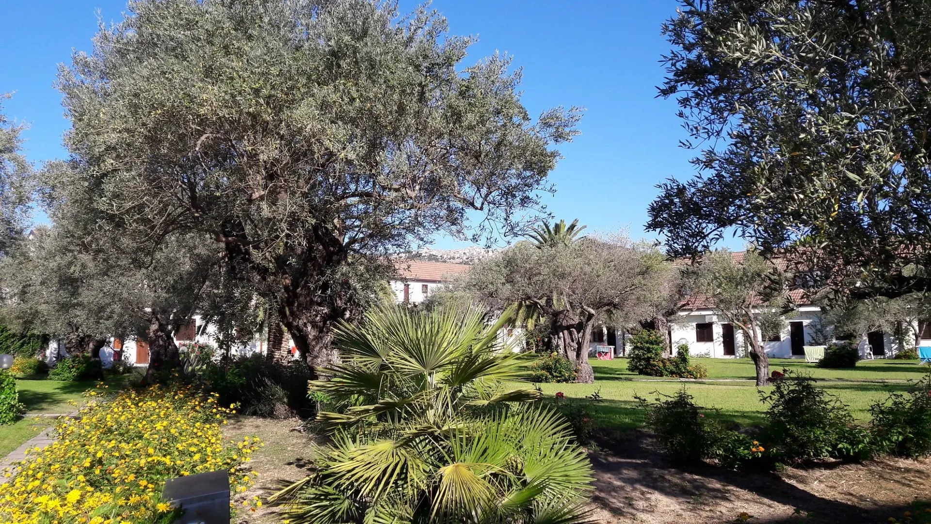 Giardino mediterraneo con ulivi, palme e alloggi bianchi del villaggio