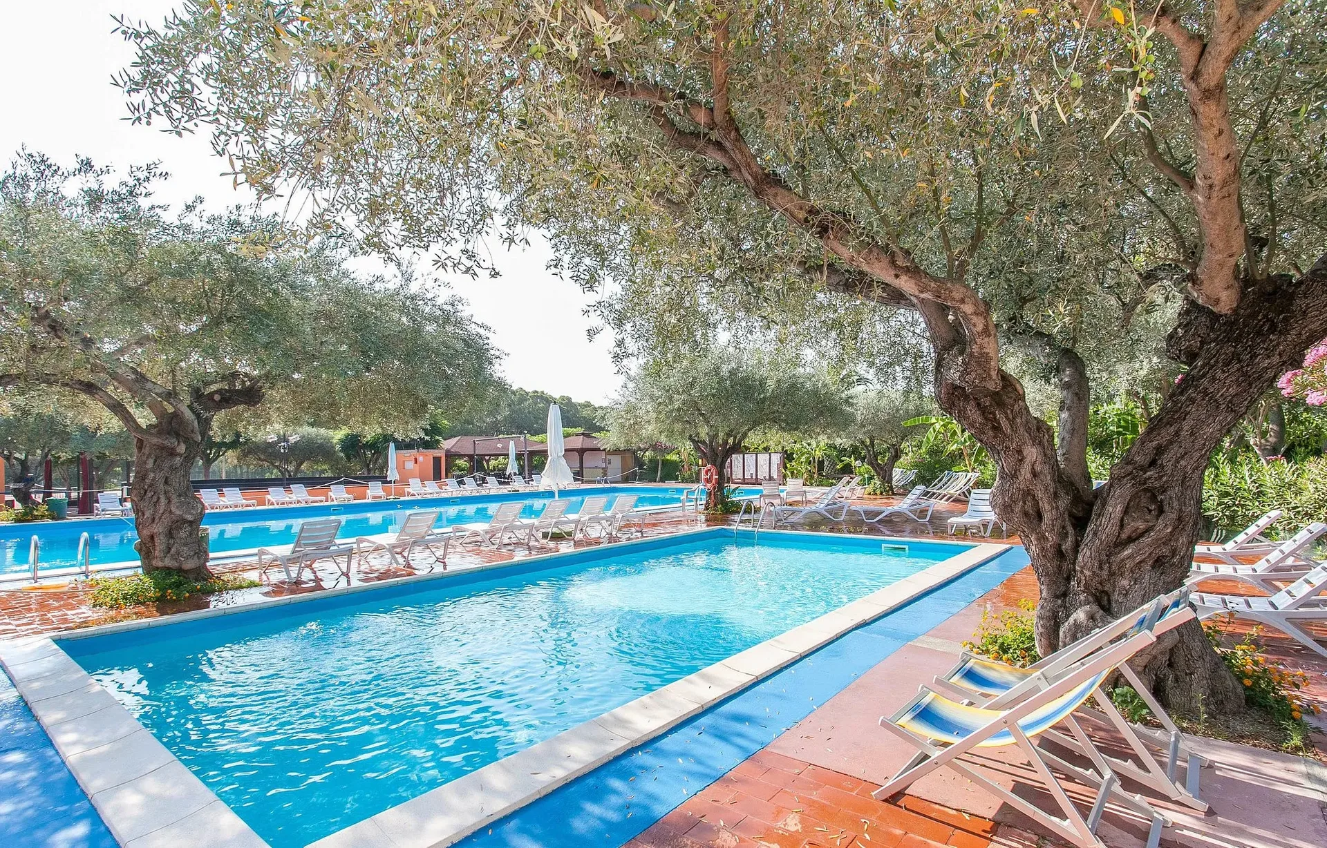 Piscine ombreggiate da ulivi secolari con lettini bianchi disposti sul bordo
