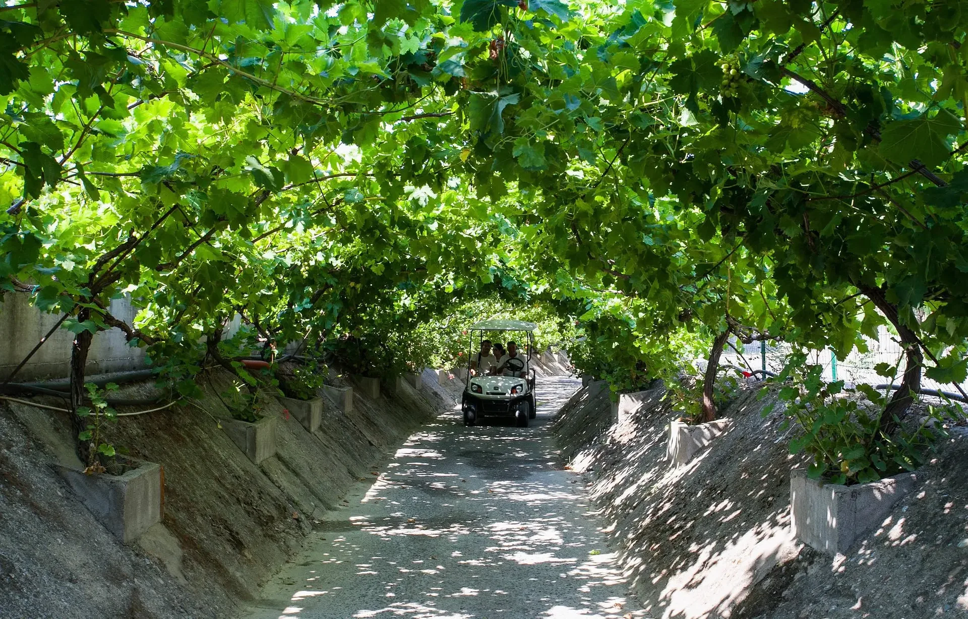 Golf cart che percorre un tunnel di viti con grappoli d'uva