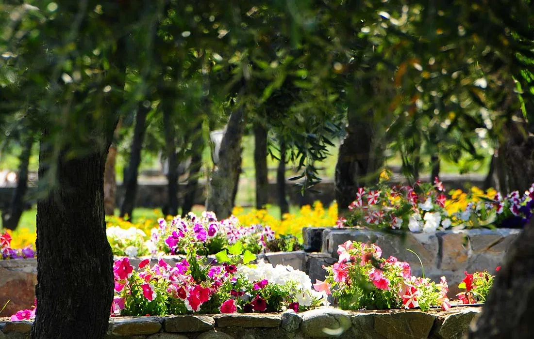 Aiuole fiorite colorate tra gli ulivi nel giardino del resort