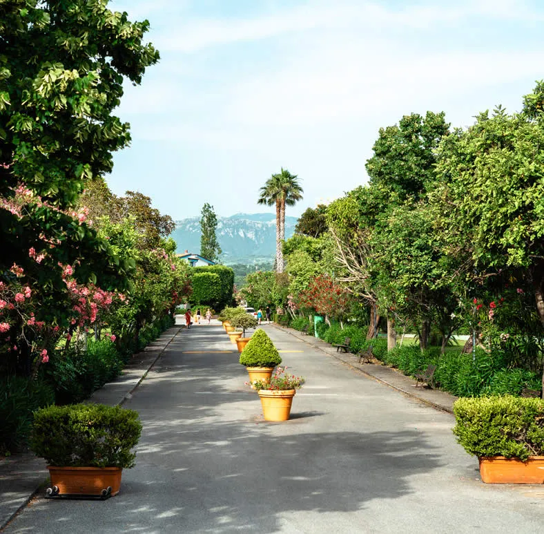 Viale alberato con piante in vaso e vista sulle montagne