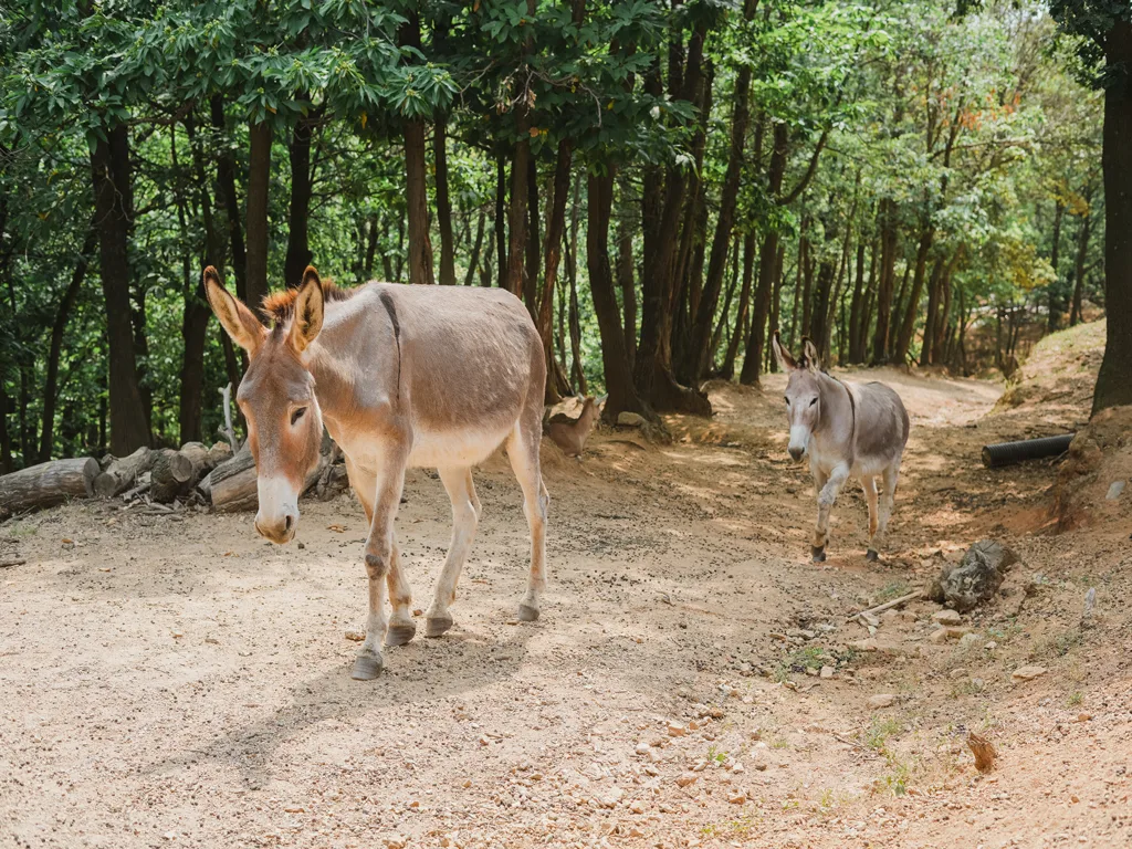 Due asini che camminano lungo un sentiero sterrato nel bosco